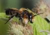 Megachile willughbiella